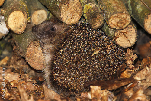 European Hedgehog, erinaceus europaeus, Adult near Stack of Wood, Normandy in France