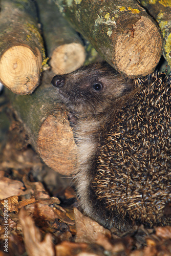 European Hedgehog, erinaceus europaeus, Adult standing near Stack of Wood, Normandy in France