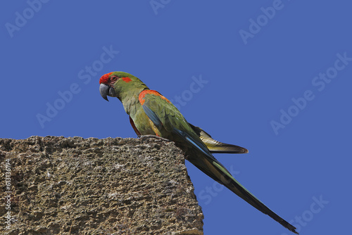 Red-fronted Macaw, ara rubrogenys, Adult standing on Rocks photo