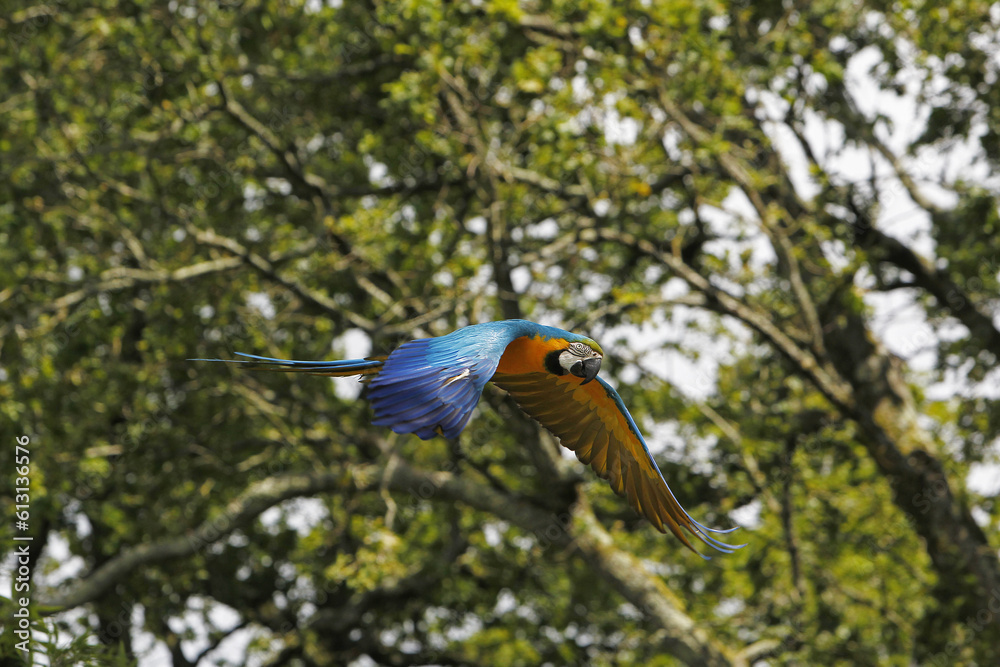 Obraz premium Blue and Yellow Macaw, ara ararauna, Adult in Flight
