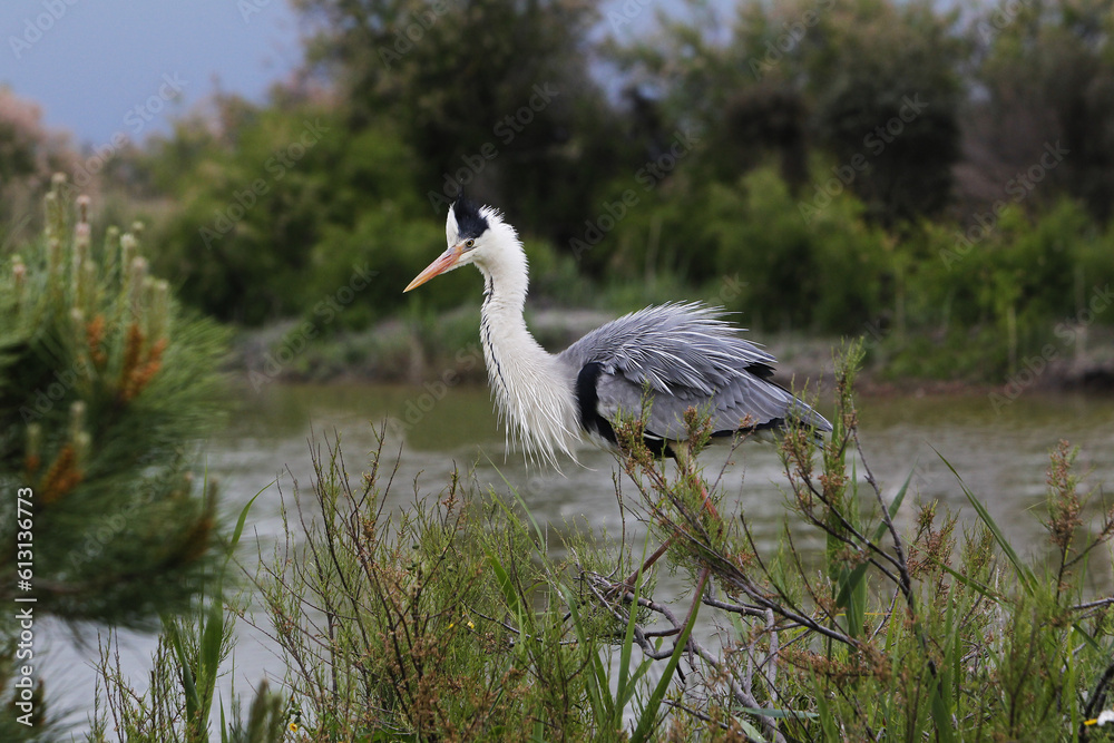 Φωτογραφία Grey Heron, ardea cinerea, Adult standing on Branch, Camargue in the South of Fr