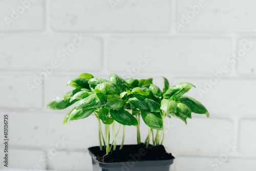 Healthy food background. A fresh salad greens, basilica in a black pot close-up. Front view