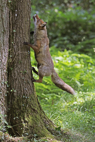 Red Fox  vulpes vulpes  Adult jumping on Tree trunk  Normandy in France