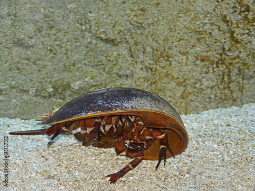 Atlantic Horseshoe Crab, limulus polyphemus photo