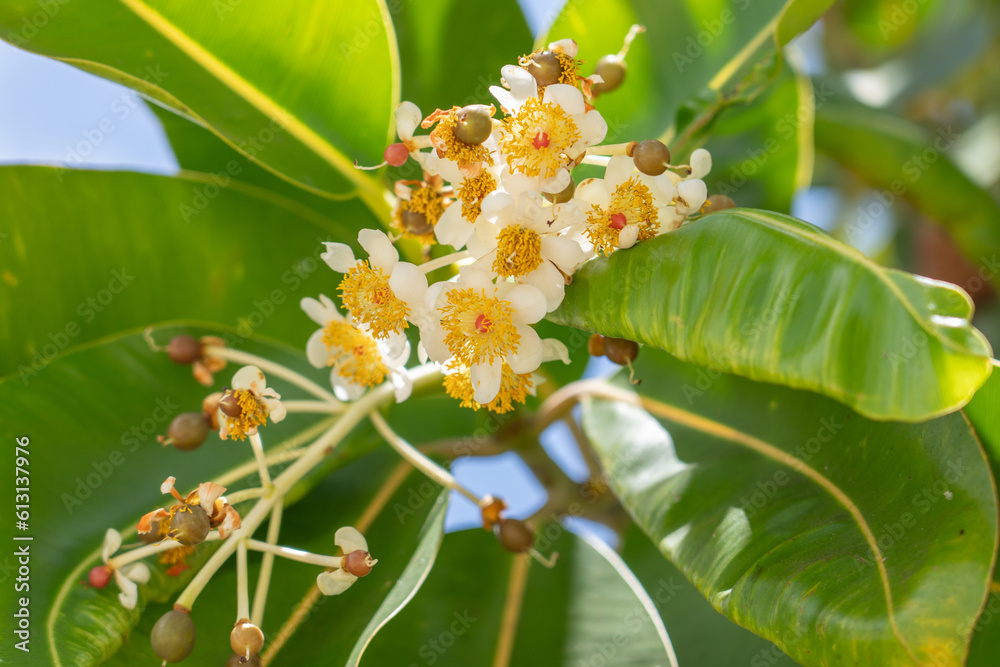 Fototapeta premium Calophyllum inophyllum is a large evergreen plant, commonly called tamanu, oil-nut, mastwood, beach calophyllum or beautyleaf. Pearl Harbor Visitor Center, Honolulu, Oahu, Hawaii