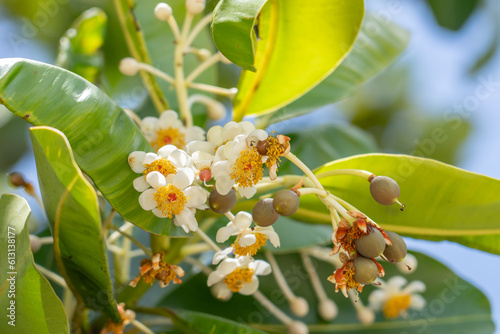 Calophyllum inophyllum is a large evergreen plant, commonly called tamanu, oil-nut, mastwood, beach calophyllum or beautyleaf. Pearl Harbor Visitor Center, Honolulu, Oahu, Hawaii