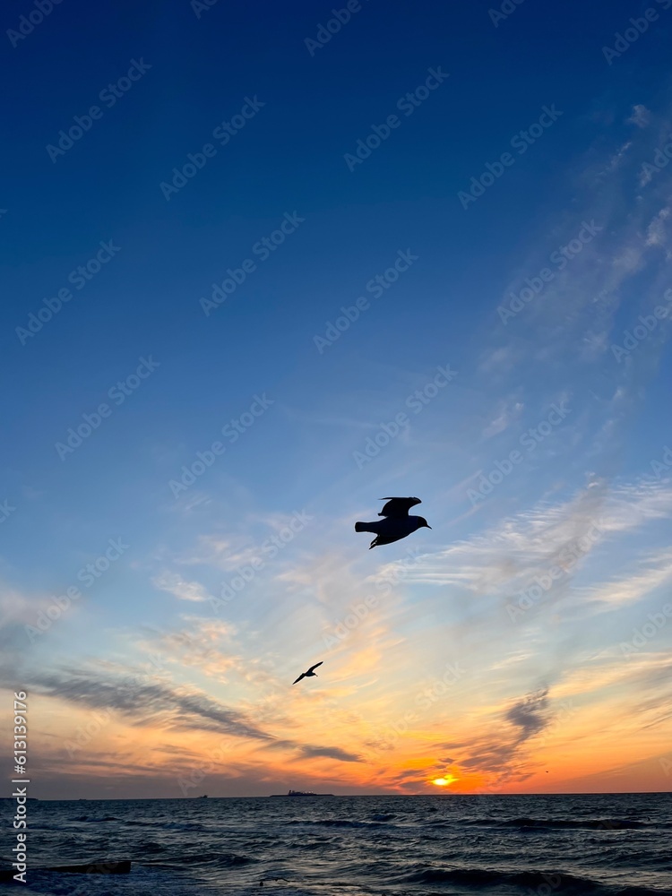 Obraz premium silhouettes of flying sea gulls at the sea, sunset time, twilights seascape