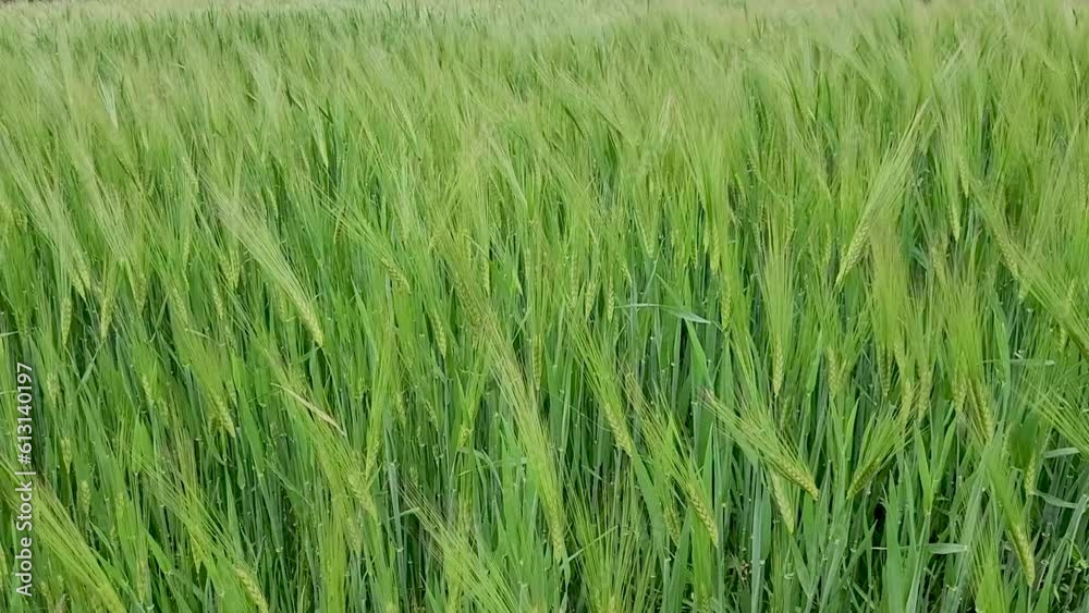 Spikelets of barley in a field in the wind, grain crop