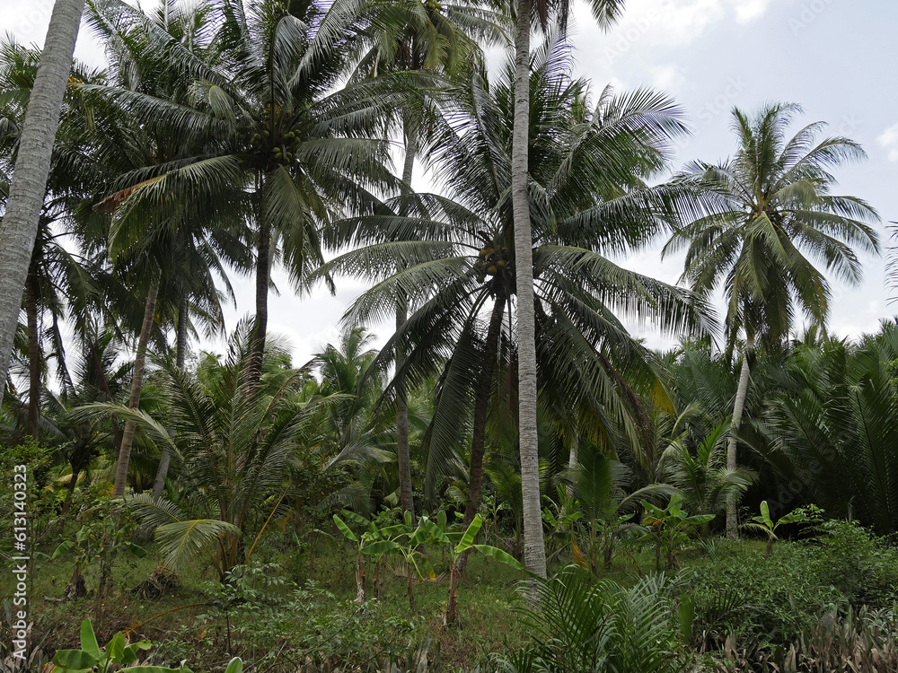 Vietnam, Mekong Delta, coconut Trees