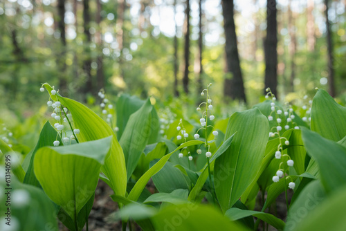 Fototapeta Naklejka Na Ścianę i Meble -  Lily of the valley blooming in pine forest close-up. Landscape of spring flowers on sunny morning
