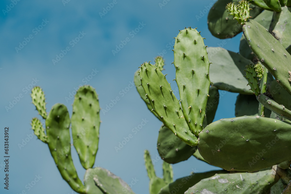 Opuntia cochenillifera is a species of cactus in the subfamily Opuntioideae. It may have been endemic to Mexico, but has been widely introduced. Lanikai Pillbox Hike, Honolulu, Oahu, Hawaii Opuntia cochenillifera is a species of cactus in the subfamily Opuntioideae. It may have been endemic to Mexico, but has been widely introduced. Lanikai Pillbox Hike, Honolulu, Oahu, Hawaii