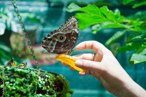 owl eye butterfly feeding on a slice of orange