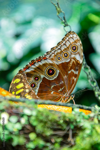 owl eye butterfly feeding on a slice of orange