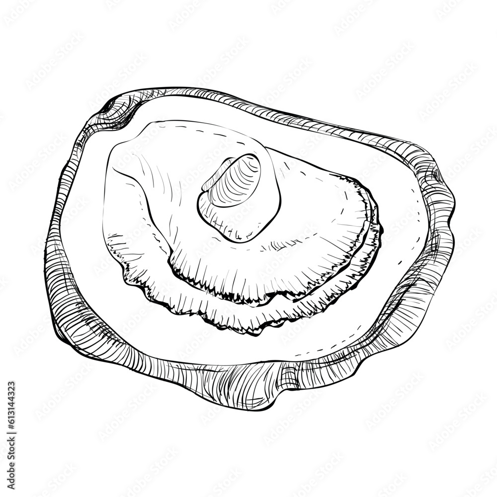 Oyster vector. Oyster shells drawn by hand. Fresh oysters isolated on white background, linear