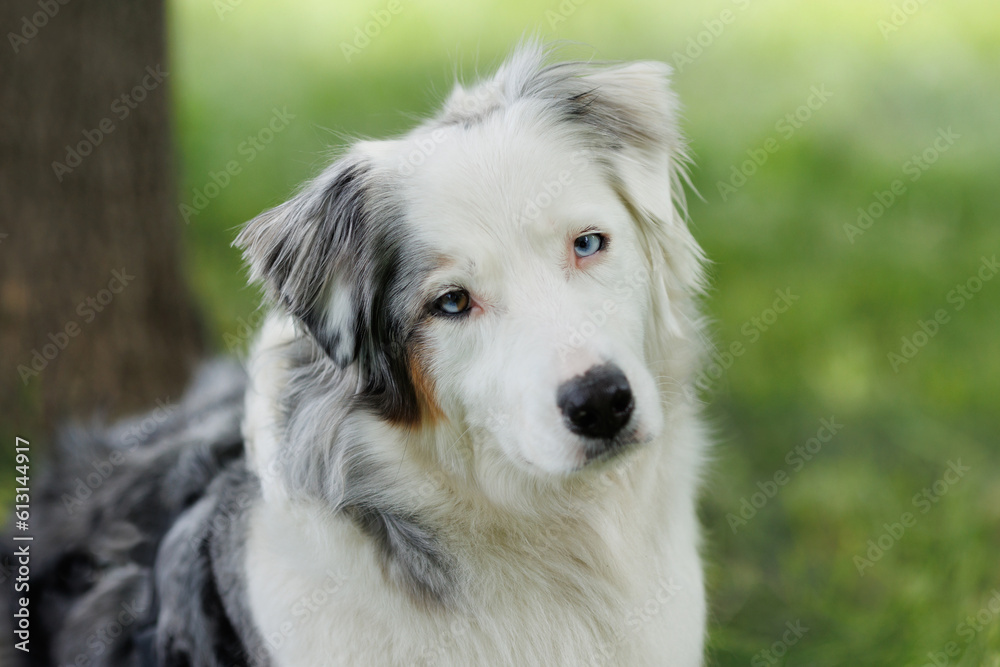 Portrait of an Australian Shepherd dog on the green grass. Portrait of an Australian Shepherd dog on the green grass.