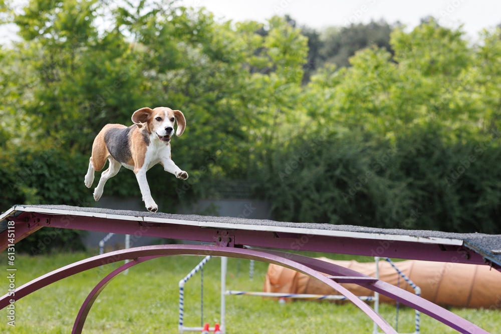 Beagle runs in agility Park at competitions, dog show. Agility Stock