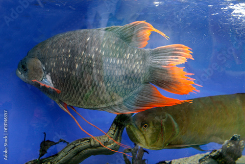 Aquaium exotic fish macro photography photo