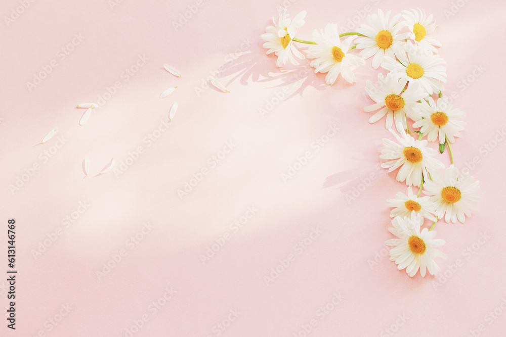 white chamomile flowers on pink background in sunlight