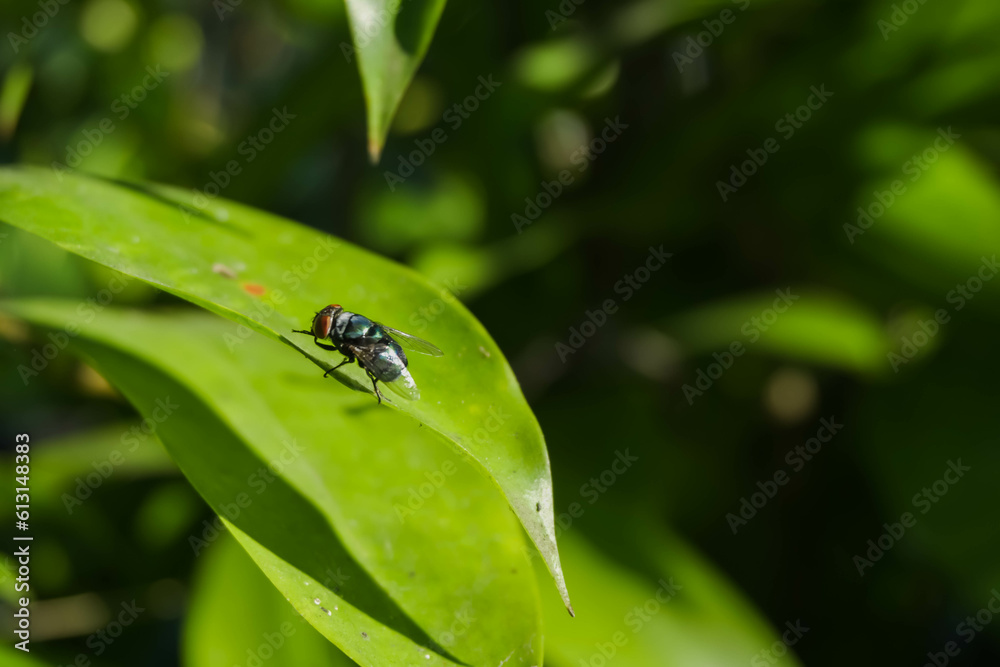 A green fly is perched on the surface of a leaf in the natural light of the morning sun. Flies are vectors of various diseases caused by parasites, bacteria, viruses and fungi. A green fly is perched on the surface of a leaf in the natural light of the morning sun. Flies are vectors of various diseases caused by parasites, bacteria, viruses and fungi.