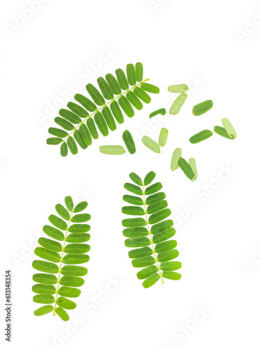 tamarind leaf isolated on white