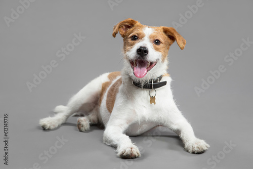 cute jack russell type mixed breed dog lying on the floor in the studio on a grey background photo