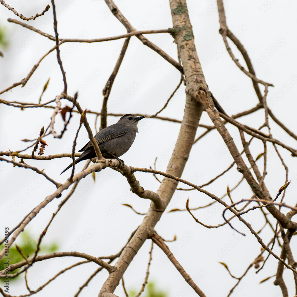 Grey Catbird Dumetella carolinensis resting in the bushes Grey Catbird Dumetella carolinensis resting in the bushes