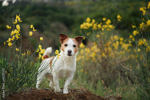 dog in yellow wildflowers. Summer mood. Funny and Cheerful jack russell terrier in flowers
