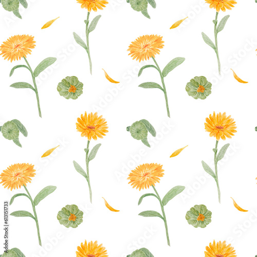 Seamless pattern of orange calendula officinalis. Watercolor hand drawn botanical illustration for labels, eco goods, textiles, natural herbal medicine, healthy tea, cosmetics and homeopatic remedies.