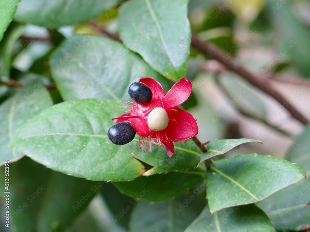 Ochna serrulata, carnival ochna, bird's eye bush, Mickey mouse plant or Mickey Mouse bush. A flower with red petals on a bush branch. Ochna serrulata, carnival ochna, bird's eye bush, Mickey mouse plant or Mickey Mouse bush. A flower with red petals on a bush branch.