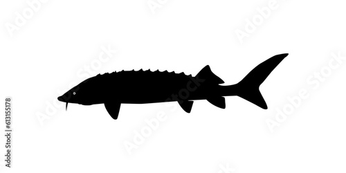 Beluga Sturgeon or Huso Fish Silhouette, Fish Which Produce Premium and Expensive Caviar, For Logo Type, Art Illustration, Pictogram, Apps, Website or Graphic Design Element. Vector Illustration