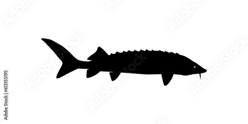 Beluga Sturgeon or Huso Fish Silhouette, Fish Which Produce Premium and Expensive Caviar, For Logo Type, Art Illustration, Pictogram, Apps, Website or Graphic Design Element. Vector Illustration