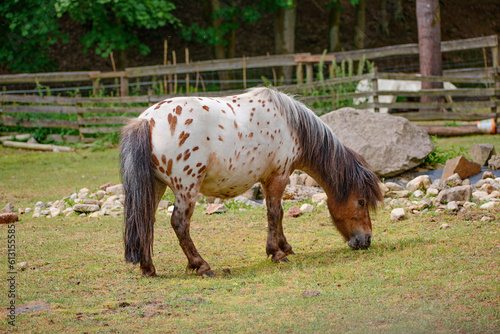 horse in the field