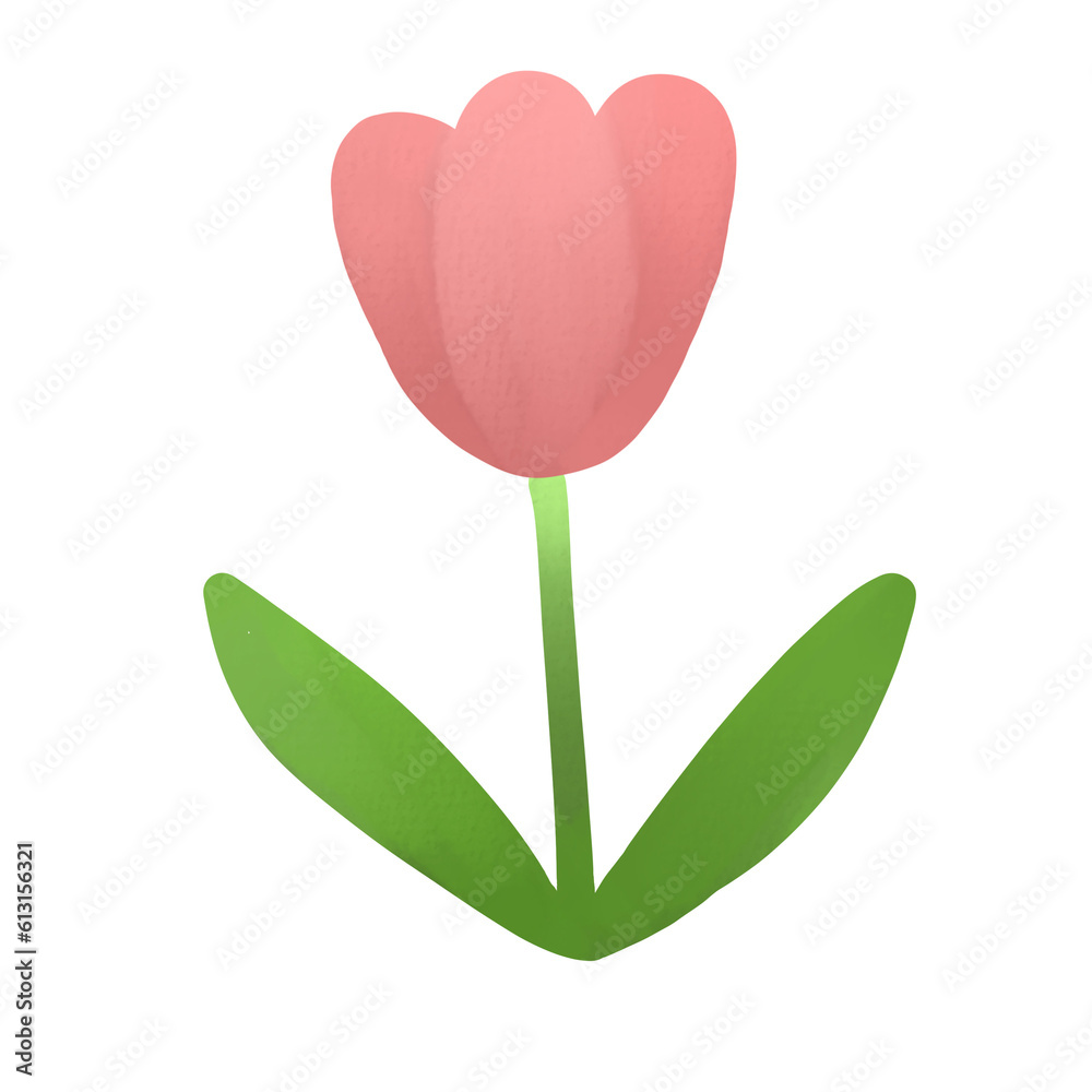 Flower tulip