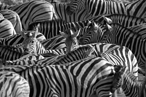 A harem of zebra standing together photo