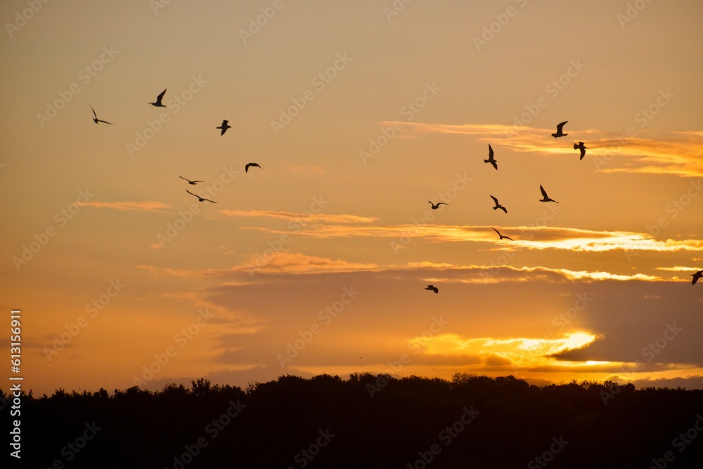 birds flying in the sunrise