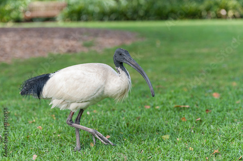 фотографія Australian white ibis. Threskiornis molucca