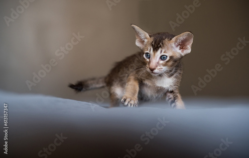 Young Oriental Cat. Home Interior. Portrait Young Cat.