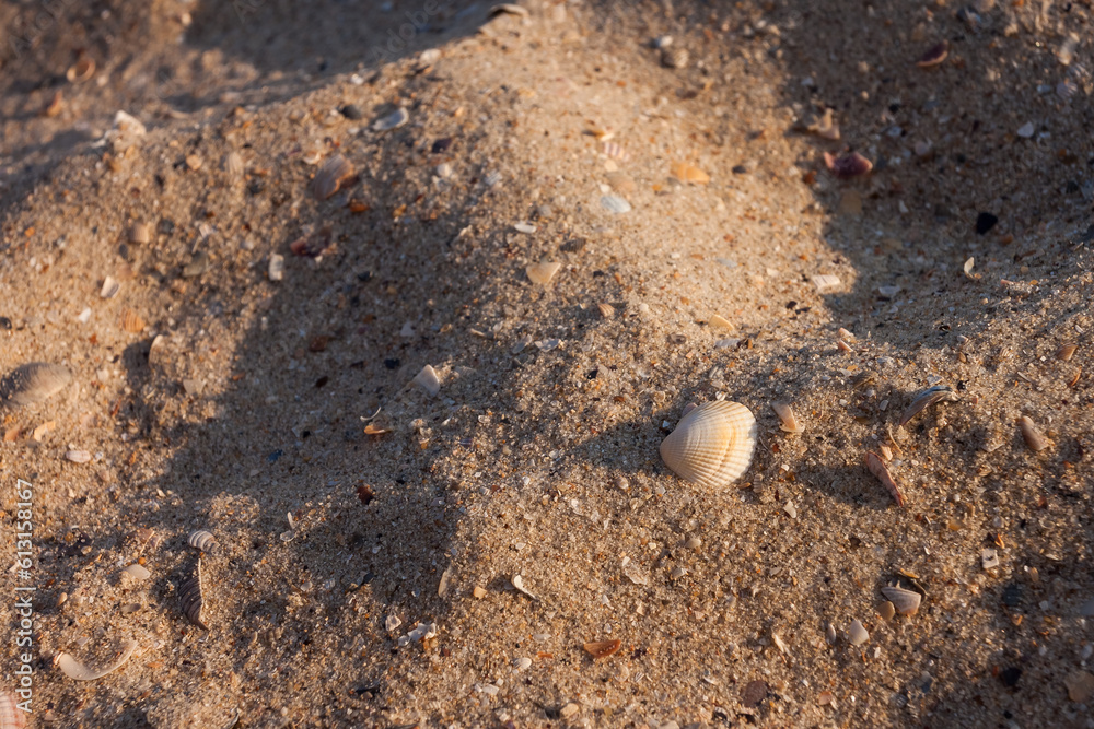 Sea shell on the sand. Beach. Small depth of field Sea shell on the sand. Beach. Small depth of field