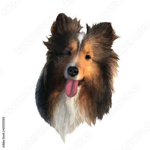 border collie puppy