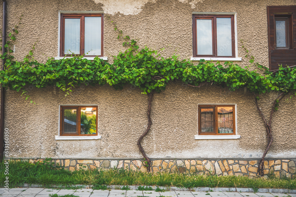 Grape vines growing along facade of residential building in early summer