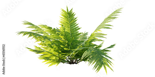 isolated fern plant, best use for foreground cover, best use for landscape design, best use for post pro render.