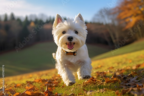 jack russell terrier running in the park