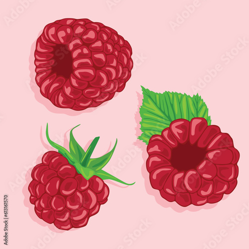 Ripe raspberries with leaves at different angles. Vector image of fruits. Summer berries.
