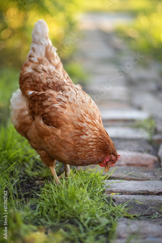 Photo of a red chicken in a village garden.