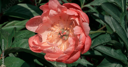 Pink single peony on a green background.