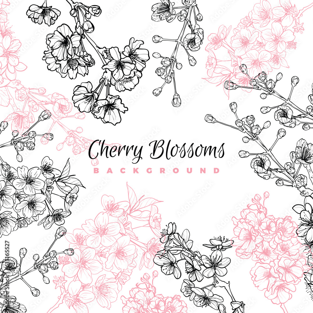 Cherry Blossoms line art vector, hand drawn illustration on white background. 