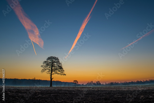 Samotne drzewo o wschodzie słońca © Sylwester Popenda