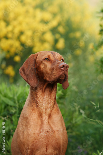 Dog on a background of yellow flowers. Portrait of a Hungarian vizsla in nature. Pet outdoor 