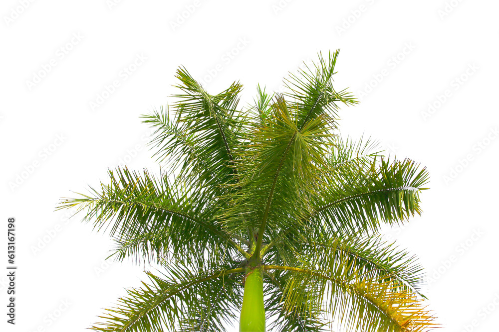 green coconut leaf or tree branch isolated on white background.Selection focus. green coconut leaf or tree branch isolated on white background.Selection focus.