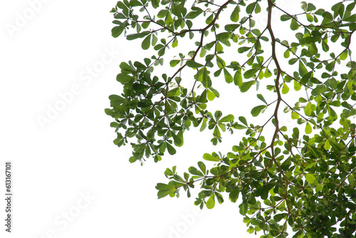 green leaf or tree branch isolated on white background.Selection focus.